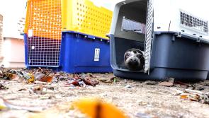 Seal pups freed at Combe Martin
