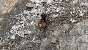 Missing dog rescued after 11-day search 
