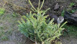 Rescued otter cubs enjoy festive fun with donated Christmas trees
