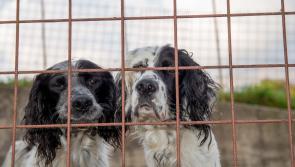 Council issues warning to unlicensed dog breeders
