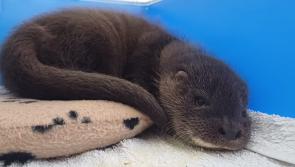 Otter cub rescued from frozen puddle makes miraculous recovery

