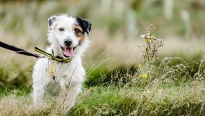 Dogs Trust Ilfracombe urges responsible walking after survey results
