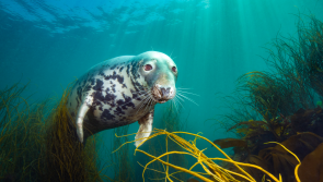 Stunning Lundy Island seal photo wins top underwater award
