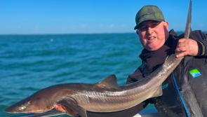 Spectacular Spurdog for North Devon angler
