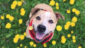 Dogs Trust Ilfracombe issues warning to dog owners about spring flowers
