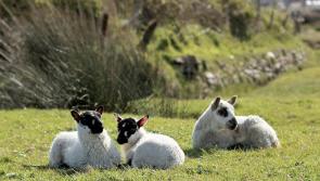 Council reminds dog walkers to protect sheep on Northam Burrows