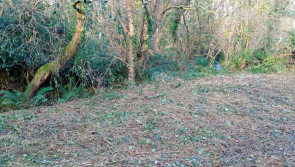 Conservation Day to be held at Fremington Local Nature Reserve 
