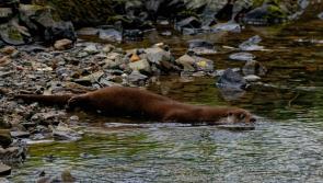 North Devon otter charity launches rescue boat to save stranded cubs