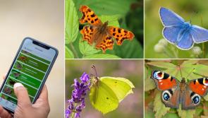 Devon doing well in the Big Butterfly Count but more counters are needed!