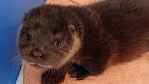 'He wouldn’t have survived much longer' – Tiny otter cub’s miracle rescue and new life in Devon