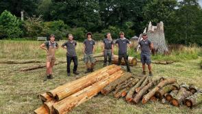 Students’ show garden debut at Rosemoor with oak stump toppled by Storm Darragh