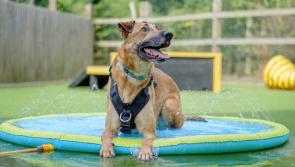 A ‘smiling’ dog in the heat is no laughing matter, says Dogs Trust 