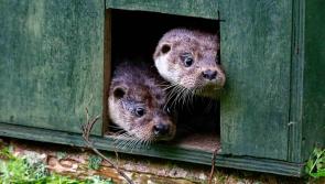 Otter miracle: Community raises £30,000 in three weeks to save wildlife charity 