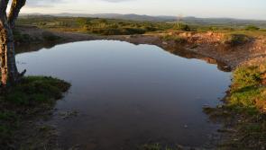 New group calls for radical action to revive Dartmoor’s damaged landscapes