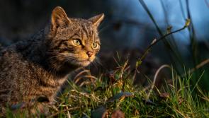 New report finds the return of wildcats to South West England is feasible