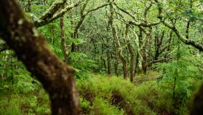 New report warns South West’s rare temperate rainforests at risk