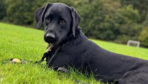 Police dog helps uncover key evidence in Devon town drug probe