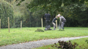 New wildlife meadows bring colour and nature to Ivybridge&rsquo;s greenspaces