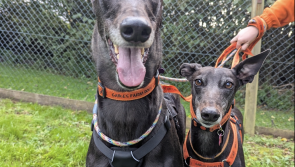 Plymouth animal charity faces rising winter costs amid nine new arrivals