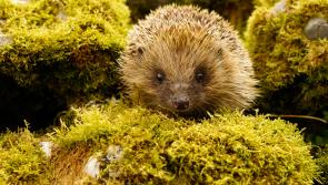 Concern in Bovey Tracey as hedgehog decline prompts call for community action