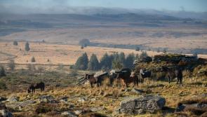 Dartmoor Ponies spark rare bird revival in new conservation survey at Bellever