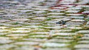 Devon County Council agrees action plan to tackle pavement overgrowth concerns