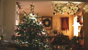 Rowcroft&rsquo;s Christmas Tree Collection Service returns, covering Torbay and wider South Devon