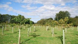 1,900-Hectare woodland plan approved for Plymouth, Dartmoor and South Devon