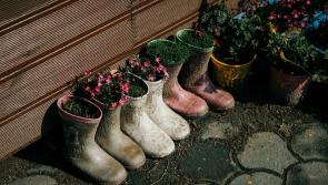 Gardening: What to do when the ground is too wet to work