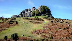 Fresh leadership for Dartmoor National Park as major appointment confirmed