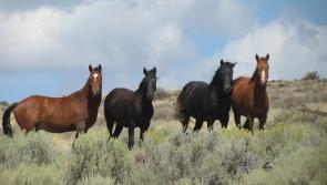 Major funding decision brings long-term support for Dartmoor farming and land