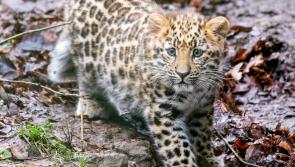 Dartmoor Zoo shares highly-anticipated update for rare blue-eyed big cat cub