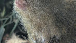 Love blossoms as pygmy marmoset Tumble arrives at Shaldon Wildlife Trust