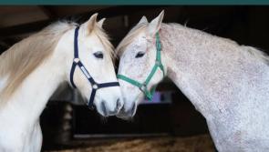 Swipe right on rescue: Ponies seek perfect match this Valentine&rsquo;s