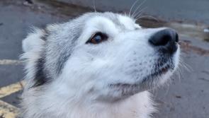 Torquay rescue dog makes full recovery after life-threatening illness