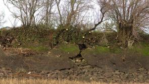 Race to save popular Devon nature reserve as storm damage threatens sea wall breach