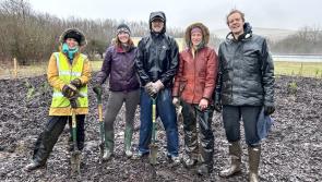 First 'tiny forest' planted on Devon's major road network