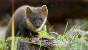 Pine martens &lsquo;doing well&rsquo; after reintroduction to Dartmoor and Exmoor