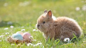 Easter holiday events continue across Dartmoor - here&rsquo;s what families can still catch