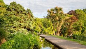 Foraging gathering to take place at Yeo Valley Woodland