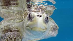 Rescued turtle who would not have survived in the wild arrives at new UK home