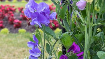 ndg gardening wk11 sweet peas credit Irina-Adobe Stock