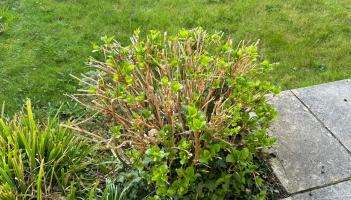 NDG GARDENING WK12 CREDIT VIRAL PR 1