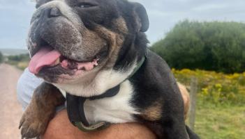 Bulldog walk someone and Louie