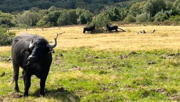 Buffalo investigating the new site ©NTI Alice
