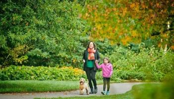 Rosemoor dog generic