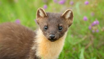 Pine marten credit Terry Whittaker 2020Vision 2