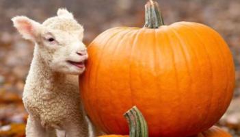 The Big Sheep Halloween (2)