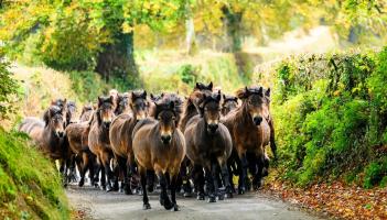 Exmoor ponies reunite for one of nature’s rare spectacles