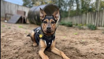 Ilfracombe RC - Luna the energetic six-month-old crossbreed